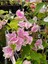 Sarılıcı Çift Renk Alyans Tırmanıcı Begonvil Sarmaşığı Fidanı Bougainvillea 2