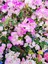 Sarılıcı Çift Renk Alyans Tırmanıcı Begonvil Sarmaşığı Fidanı Bougainvillea 4