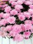 Videolu Açık Pembe Kasımpatı 1 Adet Saksılı 20-40 cm Teras Bitkisi (Chrysanthemum) 1