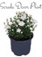 Videolu Kasımpatı Beyaz-Pembe 2 Adet Saksıda 10-20 cm İç Mekan Bitkisi Krizantem(Chrysanthemum) 2