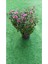 Videolu Pembe Renk Kasımpatı Çiçeği 1 Adet Saksılı 10-20 cm Sonbahar Bitkisi (Chrysanthemum) 4