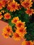 Videolu Turuncu Renkte Kasımpatı 1 Adet Saksılı 10-20 cm Sonbahar Çiçeği (Chrysanthemum) 1