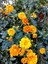 Videolu Turuncu Renkte Kasımpatı 1 Adet Saksılı 10-20 cm Sonbahar Çiçeği (Chrysanthemum) 3