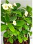 Videolu Beyaz Milli Dikenler Tacı 1 Adet Saksılı 15-40 cm Salon Bitkisi (Euphorbia) 2