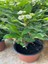 Videolu Beyaz Milli Dikenler Tacı 1 Adet Saksılı 15-40 cm Salon Bitkisi (Euphorbia) 3
