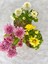 Videolu Mini Kasımpatı Çiçeği 3 Adet Saksıda 10-20 cm 3 Ayrı Renk Bahçe Bitkisi (Khrysanthemum) 1