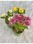 Videolu Mini Kasımpatı Çiçeği 3 Adet Saksıda 10-20 cm 3 Ayrı Renk Bahçe Bitkisi (Khrysanthemum) 2
