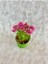 Videolu Mini Kasımpatı Çiçeği 3 Adet Saksıda 10-20 cm 3 Ayrı Renk Bahçe Bitkisi (Khrysanthemum) 3