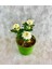 Videolu Mini Kasımpatı Çiçeği 3 Adet Saksıda 10-20 cm 3 Ayrı Renk Bahçe Bitkisi (Khrysanthemum) 4