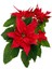 Videolu Atatürk Çiçeği Sevgililer Günü Hediyesi 1 Adet Saksılı 40-70 cm Ofis Bitkisi (Poinsettia) 1
