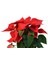 Videolu Atatürk Çiçeği Sevgililer Günü Hediyesi 1 Adet Saksılı 40-70 cm Ofis Bitkisi (Poinsettia) 3