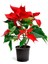 Videolu Atatürk Çiçeği Sevgililer Günü Hediyesi 1 Adet Saksılı 40-70 cm Ofis Bitkisi (Poinsettia) 4