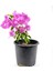 Videolu Mor Begonvil Fidanı Bahçe Balkon Teras Bitkisi (30 60 cm)1 Adet Saksılı Bougainvillea 1