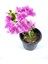 Videolu Mor Begonvil Fidanı Bahçe Balkon Teras Bitkisi (30 60 cm)1 Adet Saksılı Bougainvillea 2
