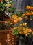Videolu Turuncu Begonvil Sarmaşığı (80-100 cm) 1 Adet Saksılı/ Tüplü Çiçekli Bitki Bougainvillea 4