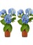 Videolu 2 Adet Mavi Çiçekli Ortanca Fidanı 30-55 cm Tüplü Çiçekli Bodur Bitkiler Blue Hydrangea 1