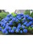 Videolu 2 Adet Mavi Çiçekli Ortanca Fidanı 30-55 cm Tüplü Çiçekli Bodur Bitkiler Blue Hydrangea 3
