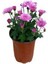 Videolu Canlı Pembe 5 Adet Kasımpatı Çiçeği Saksılı 15-25 cm (Chrysanthemum) 2