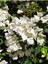 Videolu Beyaz Begonvil Çiçeği (50-60 cm)1 Adet Saksılı İç/ Dış Mekan Bitkisi Bougainvillea 1