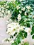 Videolu Beyaz Begonvil Çiçeği (50-60 cm)1 Adet Saksılı İç/ Dış Mekan Bitkisi Bougainvillea 2
