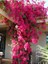 Videolu Pembe Begonvil Çiçeği (30 60 cm)1 Adet Tüplü Çiçekli İç/ Dış Mekan Bitkisi Bougainvillea 1