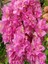 Videolu Pembe Begonvil Çiçeği (30 60 cm)1 Adet Tüplü Çiçekli İç/ Dış Mekan Bitkisi Bougainvillea 3