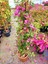 Videolu Pembe Begonvil Çiçeği (30 60 cm)1 Adet Tüplü Çiçekli İç/ Dış Mekan Bitkisi Bougainvillea 4