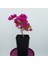 Saksıda Koyu Pembe Begonvil Fidanı Bougainvillea 2