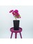 Saksıda Koyu Pembe Begonvil Fidanı Bougainvillea 3