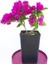 Saksıda Koyu Pembe Begonvil Fidanı Bougainvillea 4