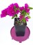 Saksıda Koyu Pembe Begonvil Fidanı Bougainvillea 5