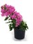 Begonvil Fidanı Pembe 25 cm Çiçekli Bougainvillea 1