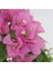 Begonvil Fidanı Pembe 25 cm Çiçekli Bougainvillea 3