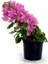 Begonvil Fidanı Pembe 25 cm Çiçekli Bougainvillea 5