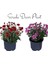 Videolu Kasımpatı Kırmızı-Pembe 2 Adet Saksıda 10-25 cm İç Mekan Bitkisi Krizantem(Chrysanthemum) 1