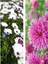 Videolu 2 Adet Pembe/beyaz Kasımpatı Çiçeği Fidanı 20-30 cm Saksılı Çiçekli Bodur (Chrysanthemum) 1