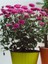 Videolu 2 Adet Pembe/beyaz Kasımpatı Çiçeği Fidanı 20-30 cm Saksılı Çiçekli Bodur (Chrysanthemum) 2