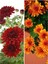 Videolu Kasımpatı Kırmızı ve Turuncu Renk 2 Adet Saksılı Çiçekli Bitki Krizantem(Chrysanthemum) 1