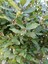 Videolu Defne Fidanı Bitkisi 1 Adet Tüplü 40-60 cm Dış Mekan Bitkisi (Laurus Nobilis) 2