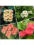 Videolu Milli Dikenler Tacı Alacalı-Beyaz-Turuncu-Kırmızı 4 Adet Saksılı 10 - 20 cm (Euphorbia) 1
