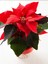 Videolu Atatürk Çiçeği Özel Gün Hediyesi 1 Adet Saksılı 40-70 cm İç Mekan Bitkisi (Poinsettia) 1