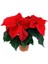 Videolu Atatürk Çiçeği Özel Gün Hediyesi 1 Adet Saksılı 40-70 cm İç Mekan Bitkisi (Poinsettia) 2