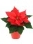 Videolu Atatürk Çiçeği Özel Gün Hediyesi 1 Adet Saksılı 40-70 cm İç Mekan Bitkisi (Poinsettia) 4