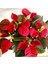 Videolu Atatürk Çiçeği Hediyelik Salon Bitkisi 1 Adet Saksılı 35-70 cm (Poinsettia) 3