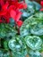 Videolu 1 Adet Kırmızı Canlı Sıklamen Çiçeği Saksılı 30-55 cm (Red Cyclamen Flower) 3