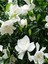 Videolu Kokulu Hediyelik 1 Adet Gardenya Çiçeği Saksılı 30-50 cm (Gardenia Flower) 3