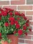 Videolu Kasımpatı Kırmızı-Beyaz Çiçekli Bitki 2 Adet Saksılı 15-25 cm Teras Bitkisi (Chrysanthemum) 2