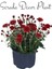 Videolu Kasımpatı Kırmızı-Beyaz Çiçekli Bitki 2 Adet Saksılı 15-25 cm Teras Bitkisi (Chrysanthemum) 3