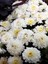 Videolu Kasımpatı Kırmızı-Beyaz Çiçekli Bitki 2 Adet Saksılı 15-25 cm Teras Bitkisi (Chrysanthemum) 4