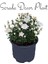 Videolu Kasımpatı Kırmızı-Beyaz Çiçekli Bitki 2 Adet Saksılı 15-25 cm Teras Bitkisi (Chrysanthemum) 5